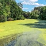 Algal blooms on water