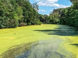 Algal blooms on water